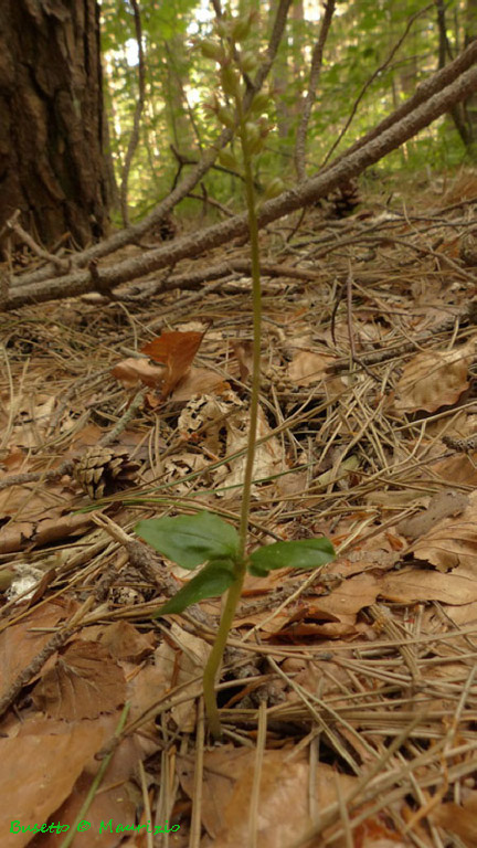 Lusus di Listera cordata